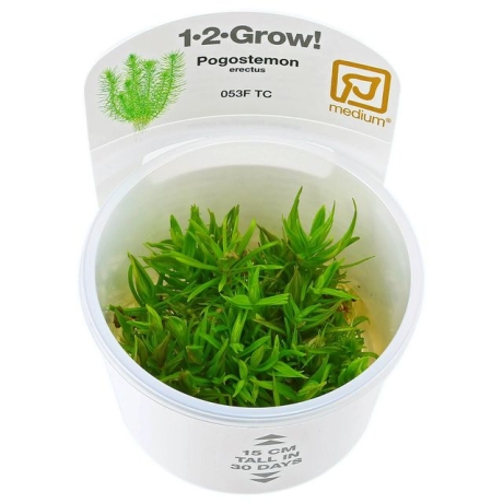 Pogostemon erectus 1-2Grow!