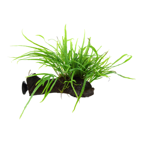 Tropica Microsorum pteropus 'Trident' juurikal+iminapp