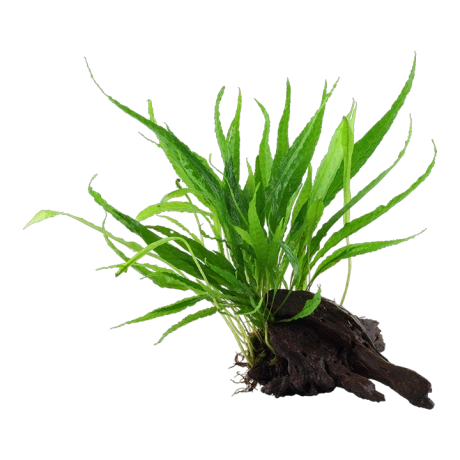 Microsorum pteropus windelov на коряжке