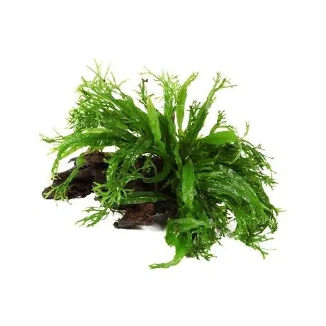 Microsorum pteropus 'Windelov' на коряжке