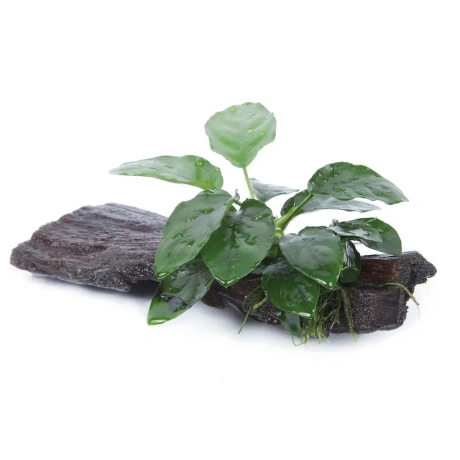 Anubias barteri nana juurikal