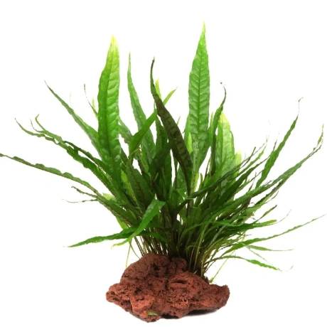 Microsorum pteropus laavakivil