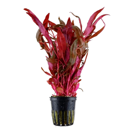 TROPICA Alternanthera reineckii ‘Pink’ potis