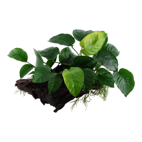 Tropica Anubias barteri sp. XL на коряге