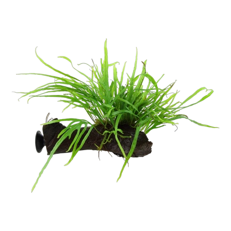 Microsorum pteropus 'Trident' коряжка + присоска