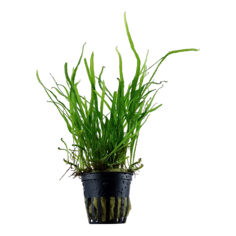 Tropica ПАПОРОТНИК ТРИДЕНТ или ТРЕЗУБЕЦ (Microsorum pteropus «Trident»)