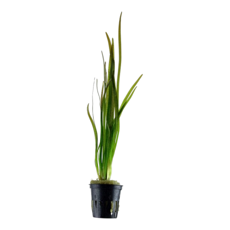 Vallisneria spiralis 'Tiger' potis