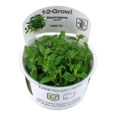 Staurogyne repens