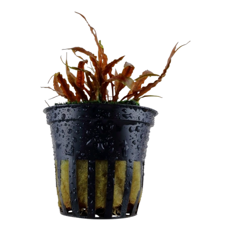 Cryptocoryne albida “Brown” potis