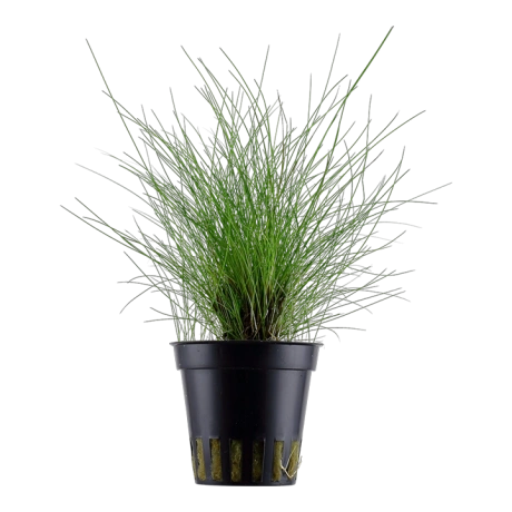 Eleocharis parvula potis