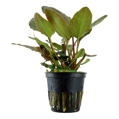 Lagenandra meeboldii 'Red'