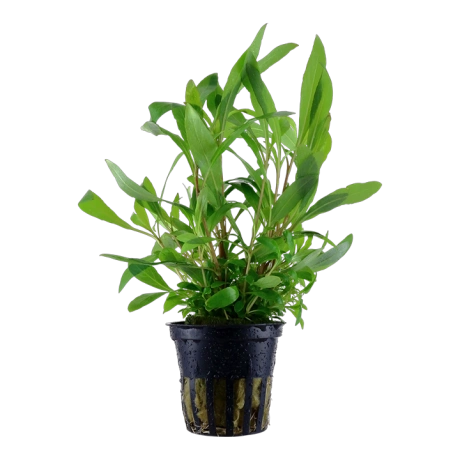 Hygrophila corymbosa 'Siamensis 53B' potis