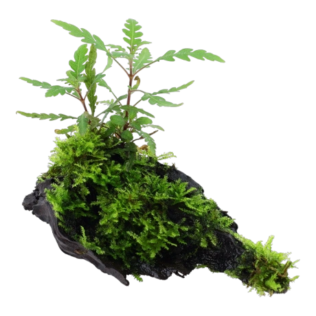 Hygrophila pinnatifida с мхом на коряге