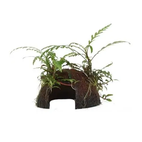 Hygrophila pinnatifida на кокосе