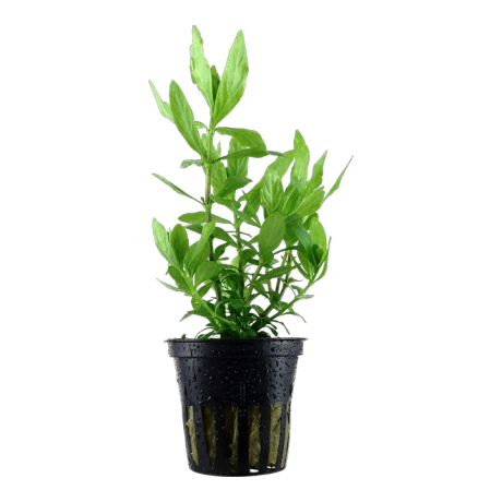 Hygrophila polysperma