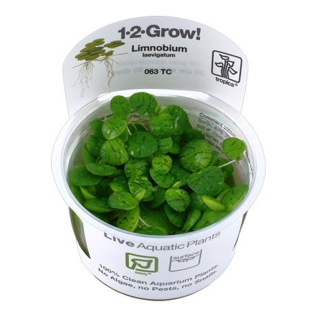 Limnobium laevigatum 1-2-Grow!