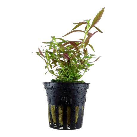 Limnophila hippuridoides (Limnophila red) potis