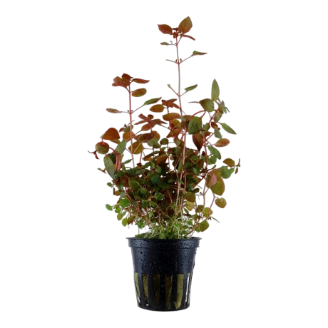 Ludwigia palustris 'Super Red' potis