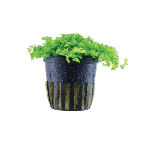 Micranthemum 'Monte Carlo' potis
