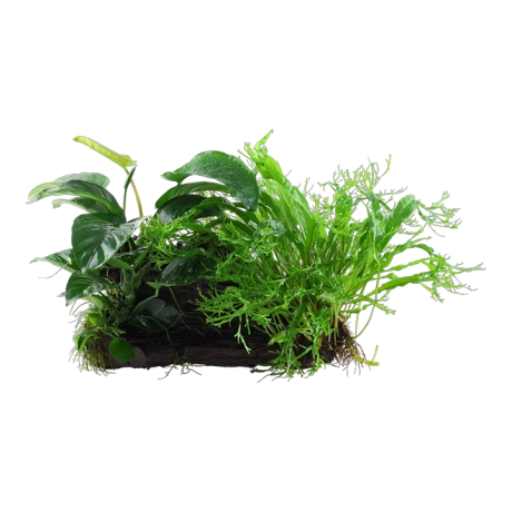 Microsorum - Anubias 'Duet' на коряжке XL