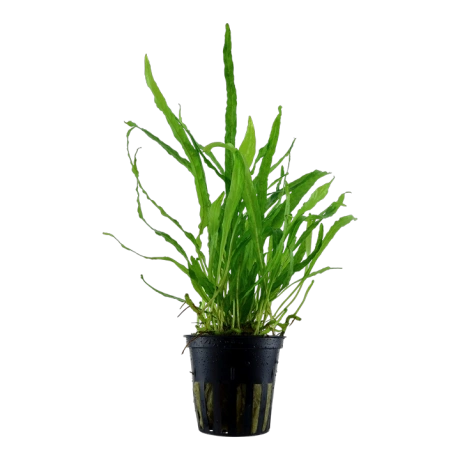 Microsorum pteropus "Narrow" potis