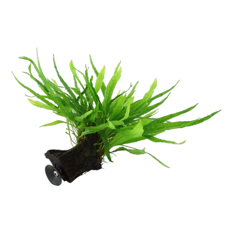 Microsorum pteropus 'Narrow' на коряжке