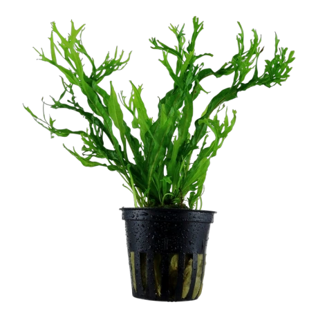 Microsorum pteropus 'Windelow' potis