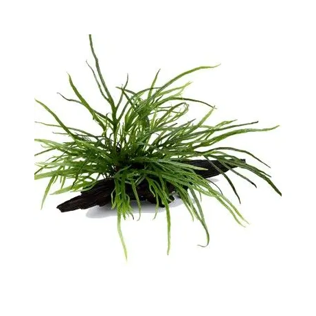 Microsorum pteropus 'Trident' на коряжке
