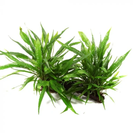 Microsorum pteropus mangroovi juurikal - XL