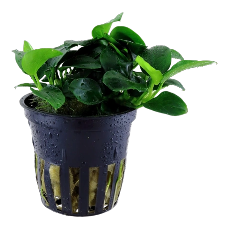 Anubias barteri var. nana ‘Petite’