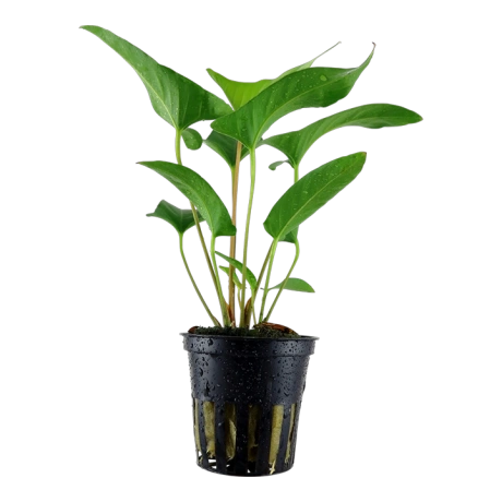 Anubias gracilis potis