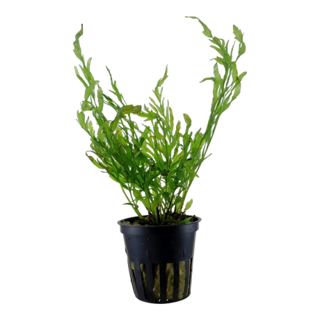 Bolbitis heudelotii potis