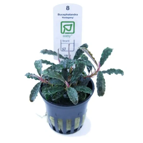 Bucephalandra 'Kedagang' potis
