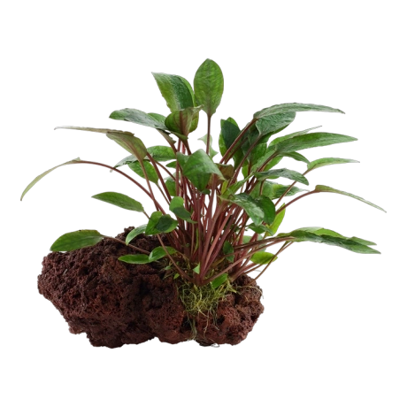 Cryptocoryne beckettii 'Petchii' на лава камне