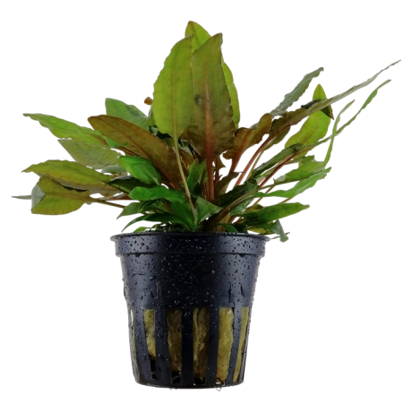 Cryptocoryne wendtii "Tropica" potis