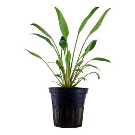 Cryptocoryne willisii