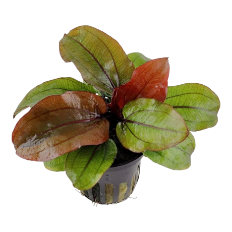Echinodorus 'Reni' potis