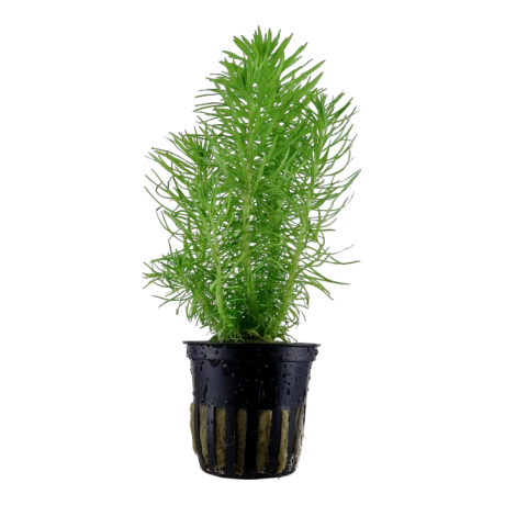 Pogostemon deccanensis