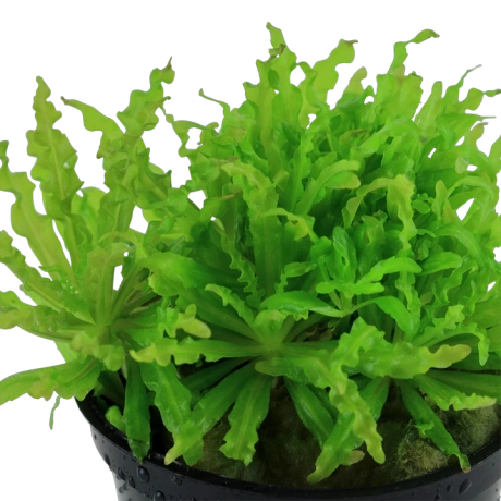 Pogostemon helferi