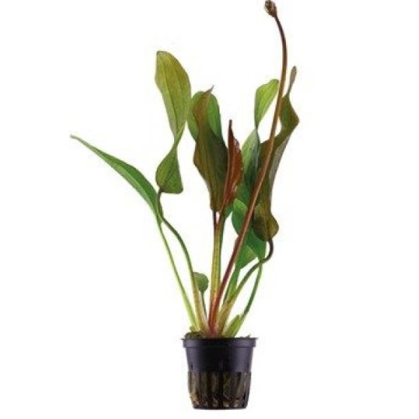 Echinodorus "Punane teemant"