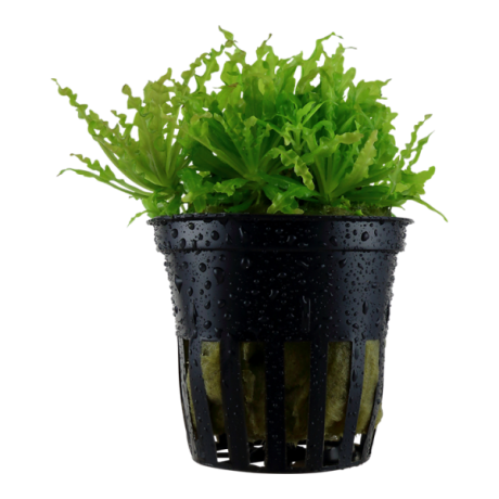 Pogostemon helferi