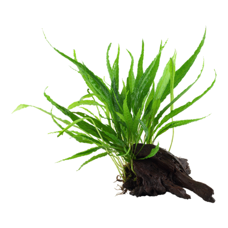 Microsorum pteropus windelov juurikal