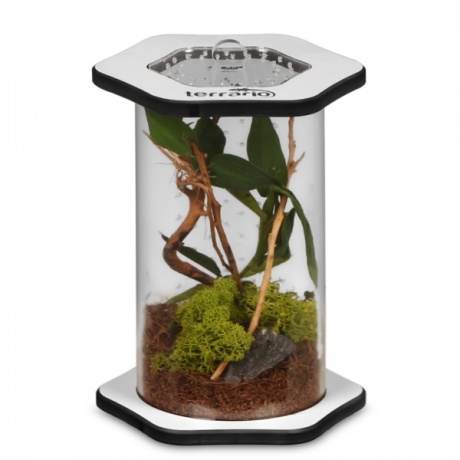 Terrario Spiders Tube Tall100 – akrüülterraarium