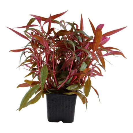 Tropica Alternanthera Reineckii Pink (roseafolia) XL – Alternanthera Reineckii