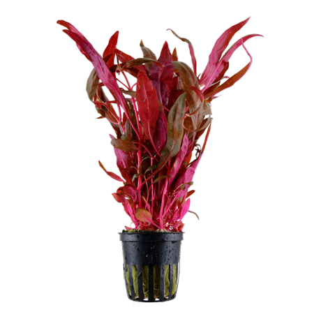 TROPICA Alternanthera reineckii ‘Pink’ potis