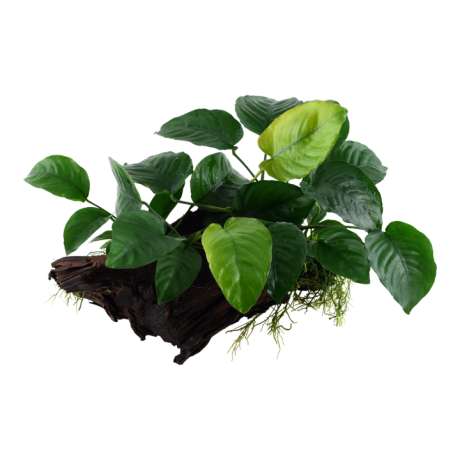 Tropica Anubias barteri sp. XL triivpuidul