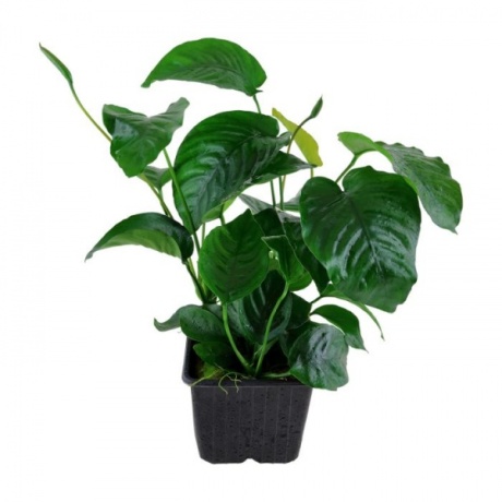Tropica Anubias barteri var. caladiifolia XL