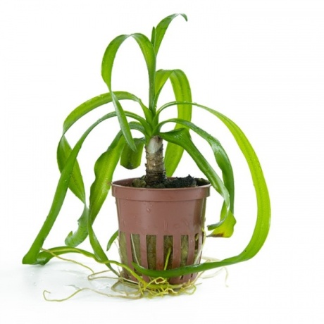 Tropica Crinum thaianum potis