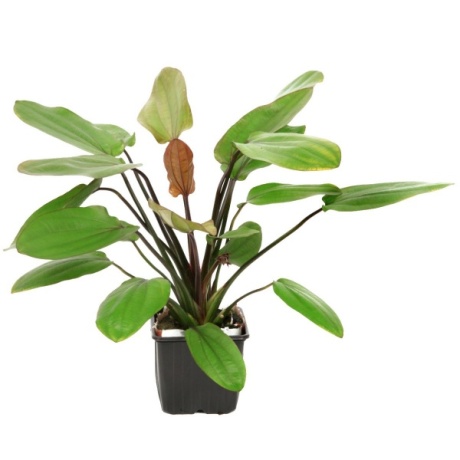 Tropica Echinodorus 'Barthii' XL