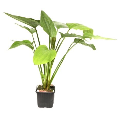 Tropica Echinodorus palaefolius XL